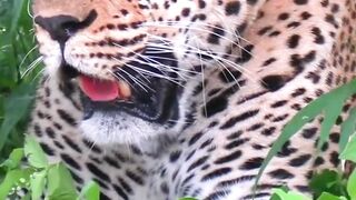 Beautiful nature 94