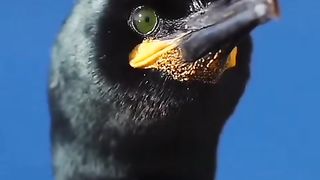 Recite of holy book with beautiful birds #birds #quran
