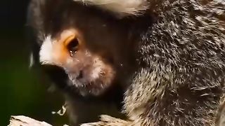 Shorts videeo collection Recite of quran with beautiful animals