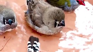 Zebra Finch male, female and three chicks at bird bath