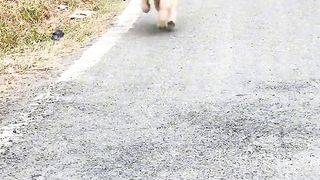 Cute dog 19
