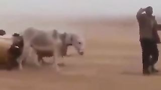 Parent