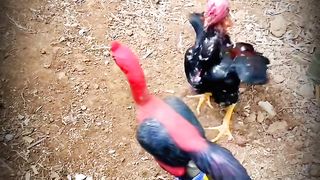 This is very excellent fight ll yeh dekhiye murga fight