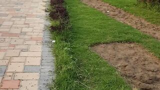 Beautiful Gardening View