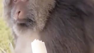 Monkey ???? 3