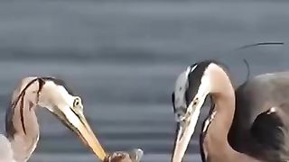 Beautiful birds in water
