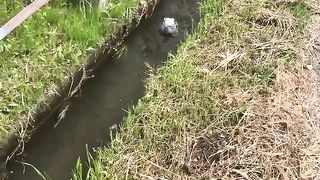 Pigeons swept into a waterway