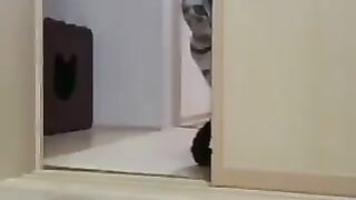 A cat that invites you to come