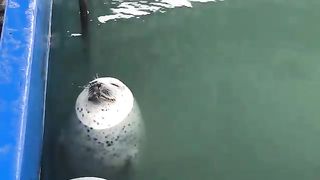 A seal dreaming about something.