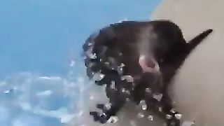 Otter taking a bath in a hose