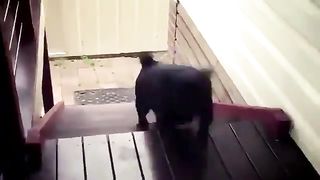 A dog with a great way to climb.