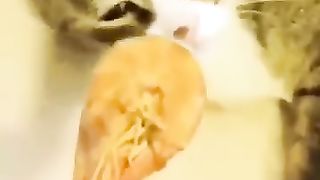 Funny cat videos 15