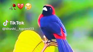 video for you ????