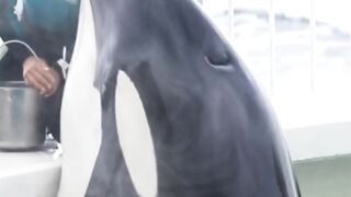 obedient whale