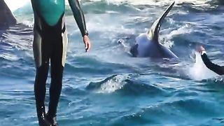 2 obedient whale