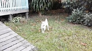 Dogs friends have and conditions