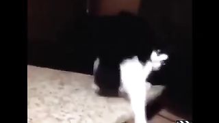 Catszz
