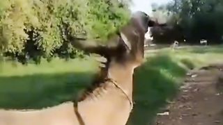 Donkey enjoy