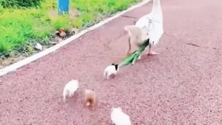 Birde and animals also have the same understanding as humans.