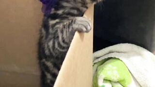 Cat Funy