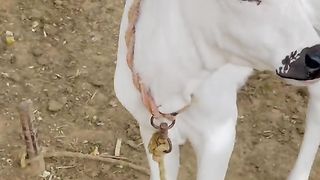 Beauty of Fateh Jang  Fateh Jangi bulls