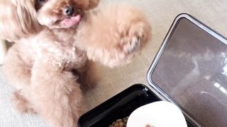 Cute dog #dog #dog lovers