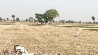 pakistan india border haroon abad bahawalnagar