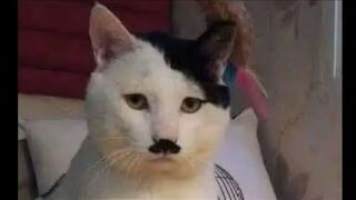 Top 5 most dangerous cats
