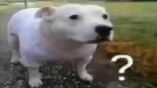 Top 5 Dogs