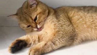 This Cat Brush Splashes Water__