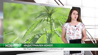 ИНДУСТРИАЛЕН КОНОП: Ще бъде ли разрешена преработката у нас Agro TV Bulgaria