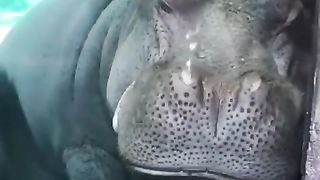 Funny trending videos