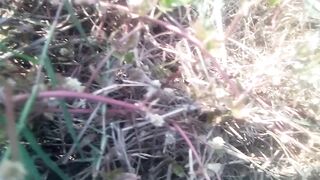 Animal lavers