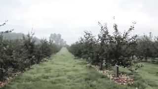 Billions Of Cider Apples Are Harvested This Way In America - Apple Farming
