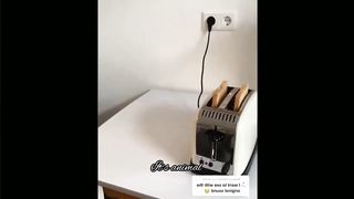 Funny pets Part 2