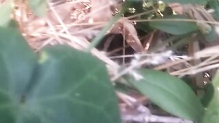 Animal flowers 7