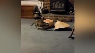 You Laugh, You Lose ???? ???? The Funniest Cat Video ????