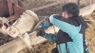 This cow is being bitten by a lion. Animals Funny Video