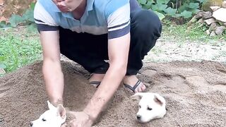Chinese funny video cute dog