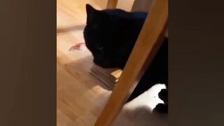 New Funny Animals ???? Funniest Dogs And Cats Videos 2023???????? 2