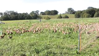 European Farmers Raise Millions Of Chickens In Free Range Farms This Way - Chicken Farming