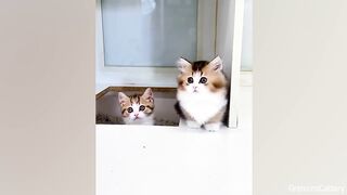 You Laugh You Lose ????Videos of funny cats and kittens for a good mood!.