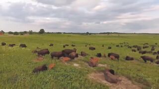 Thousands Of BISON In America Are Being Raised This Way - Bison Farming Documentary