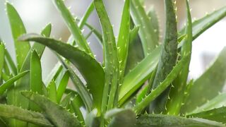 Benefits of Aloe Vera