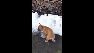 Try Not To Laugh Dogs And Cats ???? - Funniest Animals Video 2023????