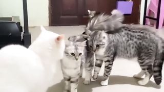 Funniest cats????In The World???? Funny