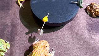 Clever frog eating compitisan ll medak ki chalakhi