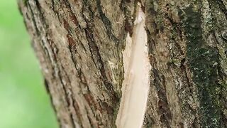 How to made ink through nature