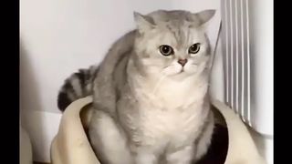 "Cat Personalities: Funny, Curious, and Full of Love"