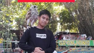 Berinteraksi dengan burung hantu